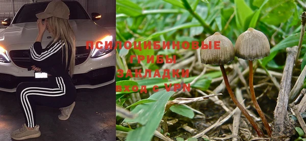 прущие грибы Магас